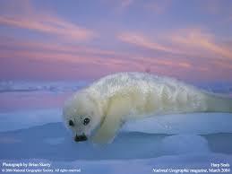 Saving seals is what I do every day