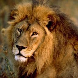 I am an Average Lion. Walking around the Jungle.