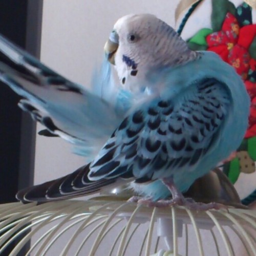 水色のセキセイインコ、知己(チキ)をお迎えしました。H28,9,6生まれです。
セキセイインコ/文鳥/ガーデニング