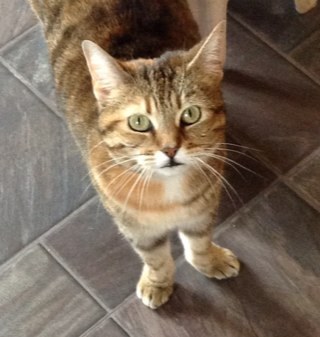 I'm just the average cat that likes to sleep, snack and meet new friends!