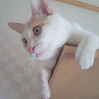 るー𓃠消費税廃止ฅ^•ﻌ•^ฅ♡ (@zerda1124) 's Twitter Profile Photo