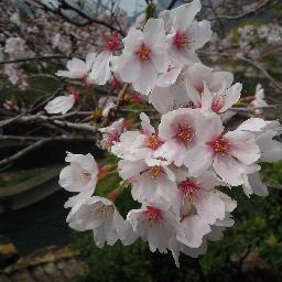 Japan. Japanese. Male. I am interested in the current events and female.FXなど金儲けの勧誘はブロックします。