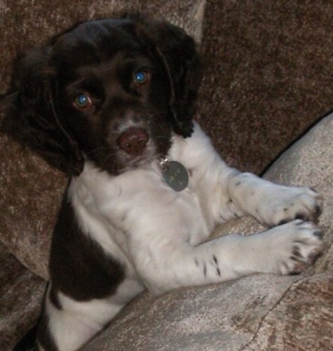 Im an English Springer and I love it!!