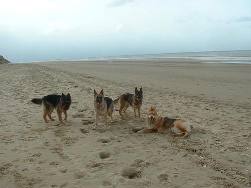 I have 2 sisters and 1 brother. I enjoy long walks, beaches, parks, social walks with UK GSR, agility training and displays