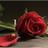 175543's profile image