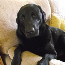 Loving memory of Black Lab Jack & Angoran Cats Simba & Clarence. Now mum to Calico Cat Pearl & Mara the Romanian rescue dog (18 breeds = perfection.)