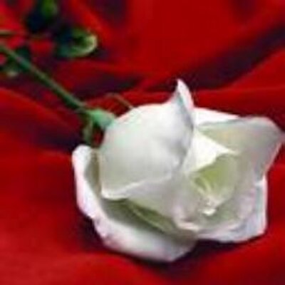 khalidw2012w's profile image