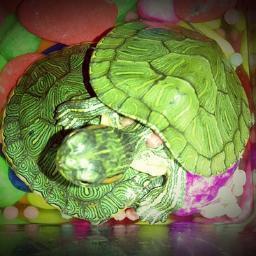 Turtle's story :)
Love is no big truth