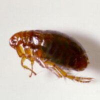 Sanditon Flea (@sanditonflea) 's Twitter Profile