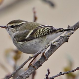 Cleveland lister (and secret Durham lister), partial to the odd foreign trip and rather fond of Yellow-browed Warblers.