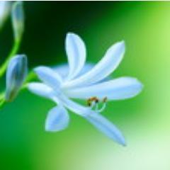 1年でたった1つの花言葉 誕生花 8月18日 むらさきおもと 花言葉 旅行 航海 今日生まれのあなたは ルール違反が嫌い 恋愛でも不倫や略奪愛には批判的です 潔癖症に見られがちですが 気のいいあっさりした性格 涙もろい人情家 Http T Co 1年でたった1つの花言葉 誕生花 8月18日 むらさきおもと 花言葉 旅行 航海 今日生まれのあなたは ルール違反が嫌い 恋愛でも不倫や略奪愛には批判的です 潔癖症に見られがちですが 気のいいあっさりした性格 涙もろい人情家 Http T Co