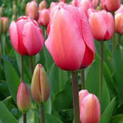 applelena1's profile picture. 