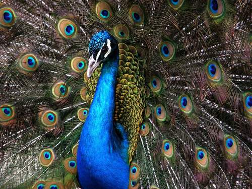 Samiri_Peacock's profile picture. Ciao, io sono il pavone Samir :D