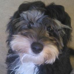 LucaThePoodle's profile picture. Loopy Lu Loves Licking!!