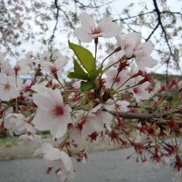 Le désaccord avec soi-même est le pire des maux (A. Maurois) NATUREMOTIONS vous propose de retrouver un bien-être émotionnel avec les élixirs floraux du Dr Bach