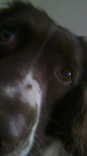 love my dogs they the best x