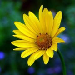 Blackfordby Nursery, a little independent plant nursery, open most weekends, run by @annadesigna of @lushgardens