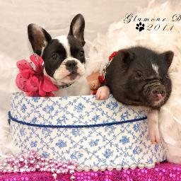 Potbelly pigs I breed & sell babies,ship them all over the world. guarenteed health, and loving, sweet pets. beautiful colors & cute pug noses. 281 383 3669