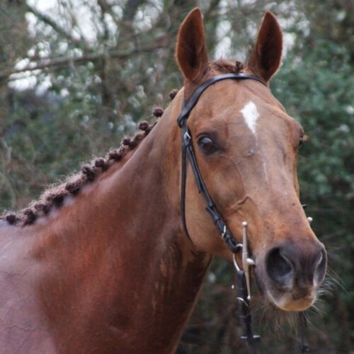This is my Official Twitter Account, I was infamous for refusing to race but still achieved Black type on Flat & over Jumps. I'm now retired with Faye Howlett.