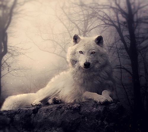 A.K.A. Lady Lisa Wolfmoon.  howlingladywolf@gmail.com