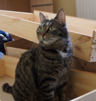 konffetkaN's profile picture. art, sewing, Knitting, patchwork, cats and other animals :)