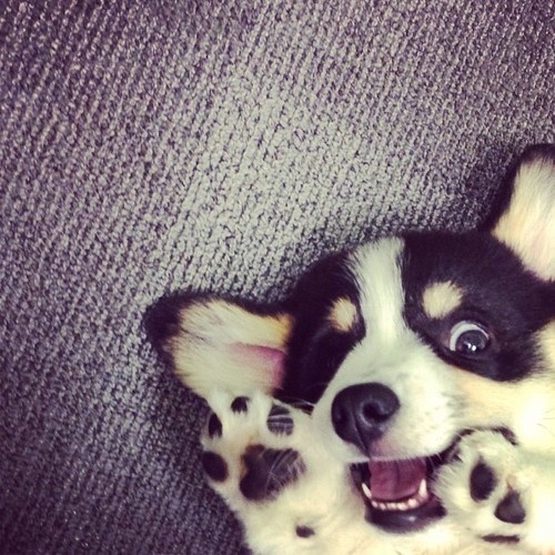 just teenagers. kpopers&jpopers | pet lovers & cartoon lovers | Never give up! ^^