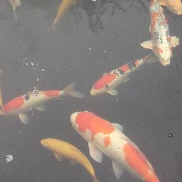 Koi Fish Breeder and Pond construction based on the south coast of the UK. Handy Tips, Grade A Koi, everything for Koi lovers all over!