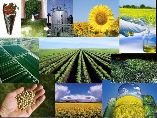 BioDieselEurope's profile picture. 