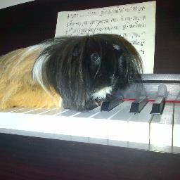 follow me if you have or love guinea pigs :) I follow back