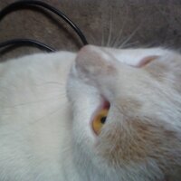 Tahareem Khan (@taha_knows) 's Twitter Profile