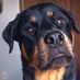 Lauren Bausch (@laurenbausch) Twitter profile photo