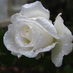 kisss72's profile picture. Omenia distruge puterea banului.