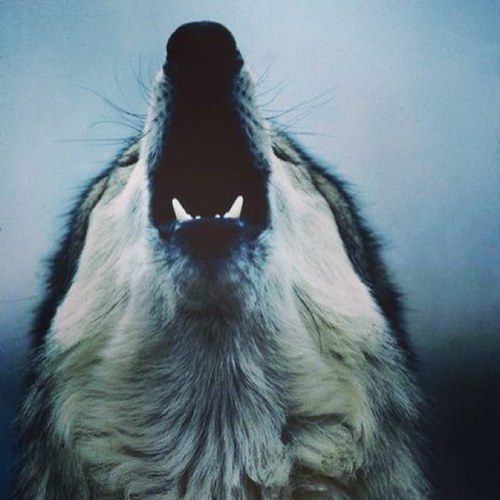 Conniewarblers's profile picture. 