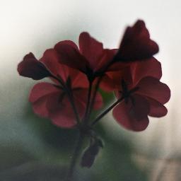 treespeech's profile picture. Hello, 
I am Alina. c: