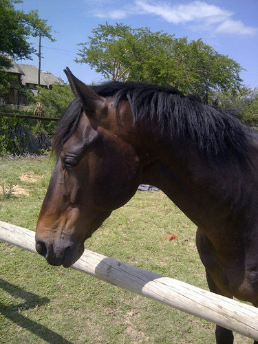 bunnybuneos's profile picture. 