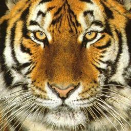 I'm a Tiger. And I tweet. Random thoughts of a Tiger. Grrrr! I don't bite...just nibble a bit. Save the Tiger!