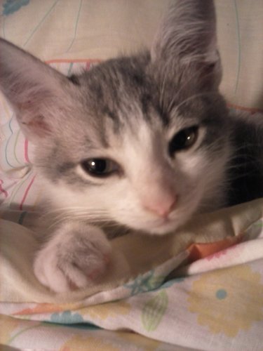 ankarina77's profile picture. 