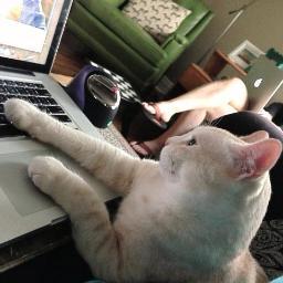 CatCoding's profile picture. Hai! My name iz Hamptonz. I'm a cat and I luvs tha code. Hang in there in ur coding studiez. Coding iz funz!