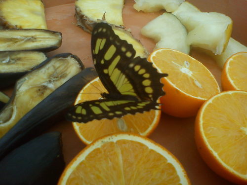 freehfollows's profile picture. yeh I know you like it, everybody likes it - follow @ohuzarry!