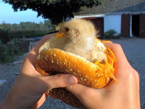 retarded tweets, obvs, im a chicken sandwich, yolo sweg