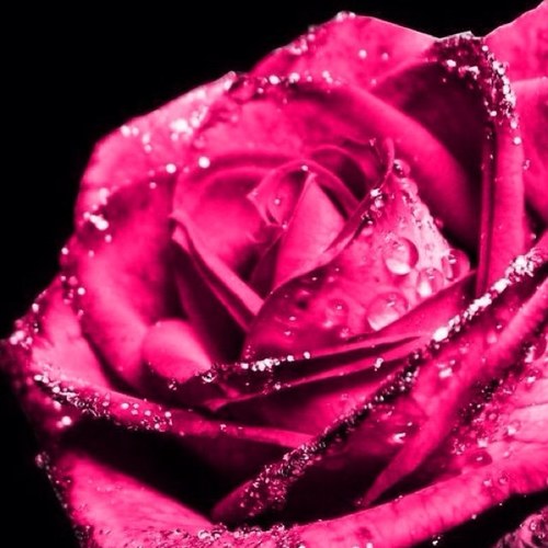 SASR_Al's profile picture. سبحان الله وبحمده ، سبحان الله العظيم