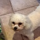 Bob Star - @bobthedogstar - Twitter