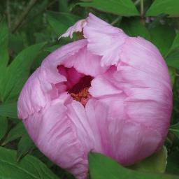 tamanegi121102's profile picture. 