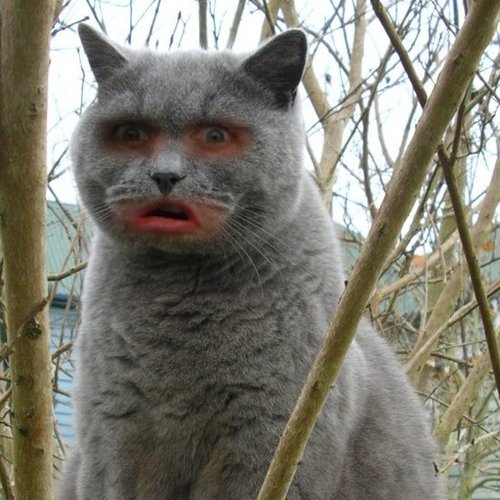 The home of Petswitch, where horror and hilarity are one and the same thing. Show me your best Petswitches, and tweet me your feedback or requests!