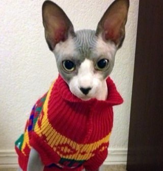 【 @_sugarrushrp Confession booth — Ran by the bald cat — Confess what you have to say, we'll post it anonymously. 】