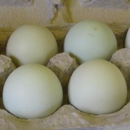 MillportDairy's profile picture. From Lancaster, PA serving @NYCGreenmarkets, Wednesday through Saturday. We are known for our pastured eggs, butter, raw-milk cheese, bacon, pork, and pickles.