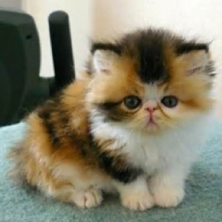 Im an apprentice in Thunderclan! Which is the best clan ever! Mentor: @firestormoftc