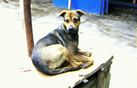 solidoDeAtun's profile picture. 