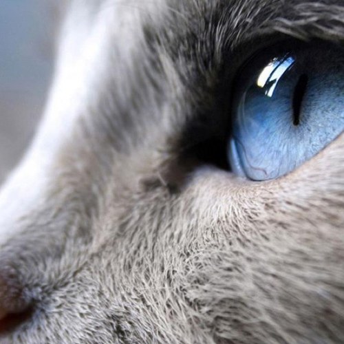 Rayvenal's profile picture. I play WoW, write stories in my spare time, and attempt to design and create costumes. For the Alliance!