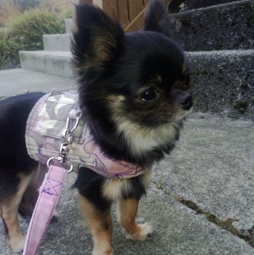 DallasJulia's profile picture. 